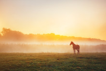 View Of Pasture With Arabian Horse Grazing In The Sunlight. Beauty World. Soft Filter. Warm Toning Effect.