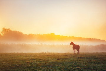 Sticker - View of pasture with Arabian horse grazing in the sunlight. Beauty world. Soft filter. Warm toning effect.