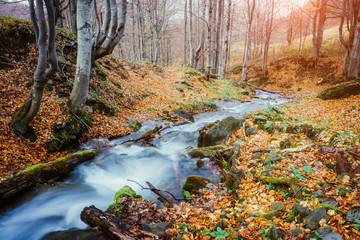 Wall Mural - Fantastic carpet of yellow leaves glowing sunlight. Picturesque picture. Location place Carpathian, Beauty world. Soft filter. Warm toning effect.