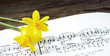 Alte Musiknoten mit Osterglocken, Narcissus pseudonarcissus, Frühling, Ostern 