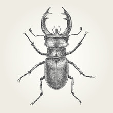 Hand Drawn Stag Beetle. Vintage Vector Illustration