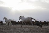 Fototapeta Sawanna - a plain with beautiful horses in sunny summer day in Turkey. Herd of thoroughbred horses. Horse herd run fast in desert dust against dramatic sunset sky. wild horses 