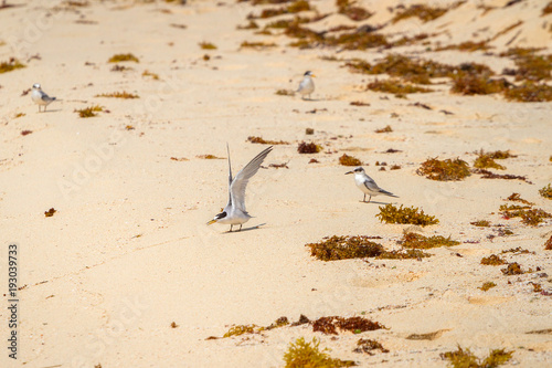 Fotografia The gull billed tern birds on the beach of Caribbean sea, Mexico