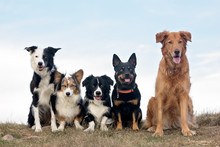 Group Of Dogs 