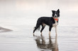 Border Collie standing in Lake