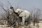Fototapeta Sawanna - afrykański słoń w naturalnym środowisku z trąbą podniesioną do góry stojący wśród nagich konarów drzew
