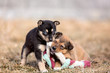 Two puppies play with a toy