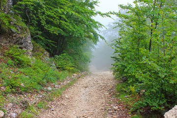 forest path trees