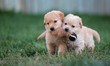 Two golden puppies fetch a toy together