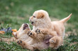Two golden puppies wrestle