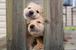 Two golden puppies try to squeeze through railings