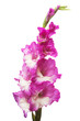 Branch of a gladiolus pink flower isolated on white background. Flat lay, top view