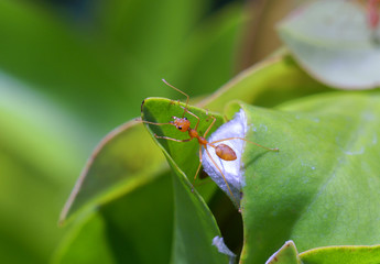 macro of red ant and nest