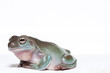 Male white's tree frog on white looking sideways