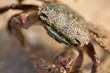 Closeup of short crab on sand