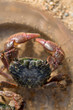 Shore crab top view in sand