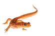 Female long-tailed salamander_version 1