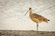 Long-billed curlew on the shore