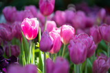 Fototapeta Tulipany - Purple tulips in the garden