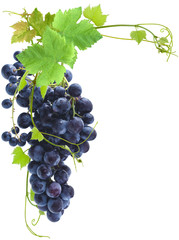 Canvas Print - grappe de raisins rouges et vigne 