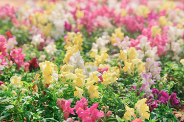 Canvas Print - Scenic colorful snapdragon flowers (antirrhinum) in garden