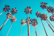 California high palms on the beach, blue sky background