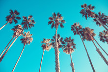 California High Palms On The Beach, Blue Sky Background