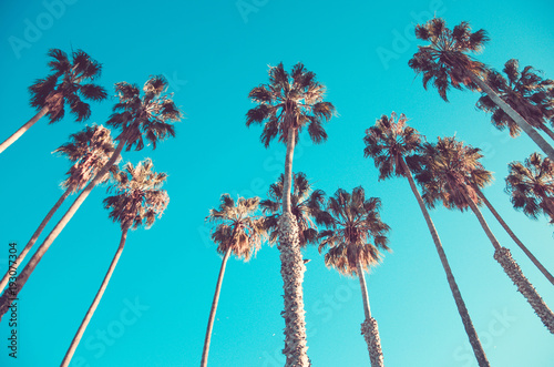 Fotomural California high palms on the beach, blue sky background