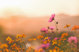Cosmos colorful flower in the field. Photo toned style Instagram filters. Nature background.