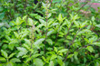 © Kwangmoozaa - Holy basil or Sacred basil in organic garden
