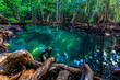 Tha pom mangrove forest, Emerald Pool is unseen pool in mangrove forest at Krabi province, Krabi, Thailand