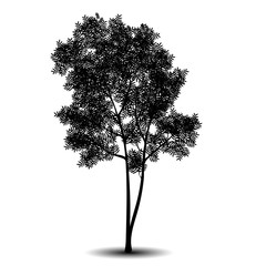 Wall Mural - silhouette detached tree rowan with leaves