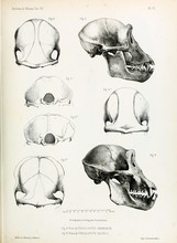 The Anatomy Of The Ape.