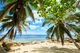Fototapeta Krajobraz - tropical beach at seychelles with coconut palm tree