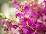 Orchid flower in orchid garden at winter for postcard beauty and agriculture idea concept design. Orchid flower growing in thailand farm.