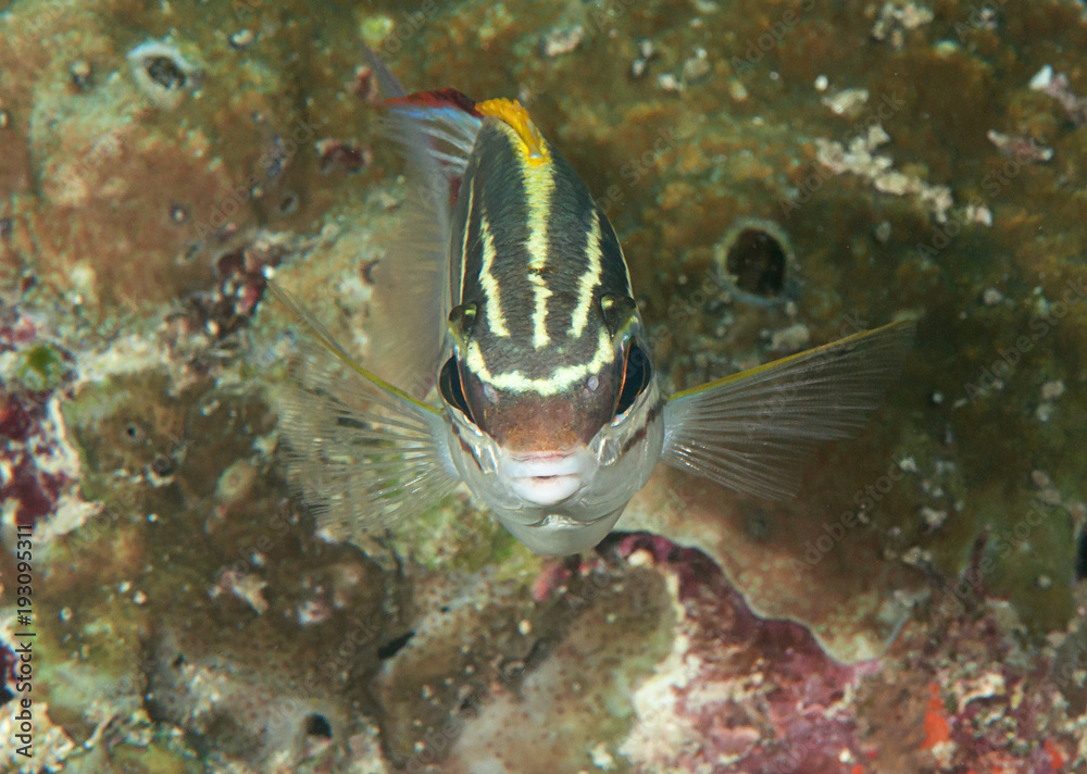 Bridled monocle bream or two-line monocle bream ( Scolopsis bilineata ...