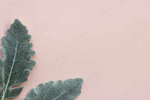 Cuadros en Lienzo Silver dusty miller leaves on pastel pink background