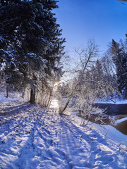 Wall Mural - river in the forest. winter