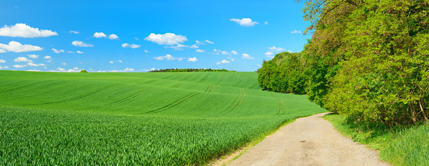 Wall Mural - Kulturlandschaft im Frühling, grünes Feld, Feldweg, blauer Himmel mit Schönwetterwolken