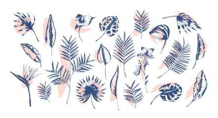 Poster - Bundle of tropical leaves of various plants hand drawn with contour lines against pink paint traces on background. Set of exotic foliage of different size and shape. Realistic vector illustration.