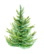 Element of watercolor fir-tree design for cards, posters, Christmas cards. Isolated background.