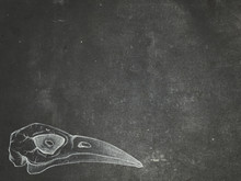 Grunge Dark Textured Background With Hand Drawn Bird Skull