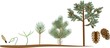 Pine tree life cycle. Plant growin from seed to mature pine tree with cones