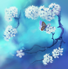 Poster - Spring floral background with flowering cherry branch and butterfly on a blue background in nature outdoors, macro. Spring concept, flower frame with free space.