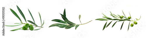 Fotomural Set of green olive branch photos, isolated on white