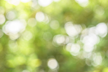 Poster - Abstract bokeh green