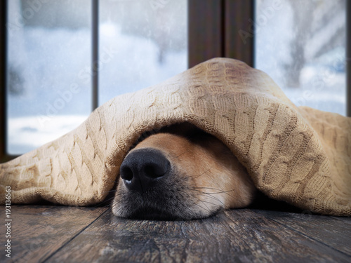 Fotografía The dog freezes. Funny dog wrapped in a warm blanket