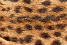 Wilde Cat, Serval Fur Texture. Close Up Soft Focus Natural Background.