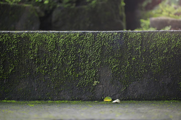 Old wet stone steps filled with moss, macro texture