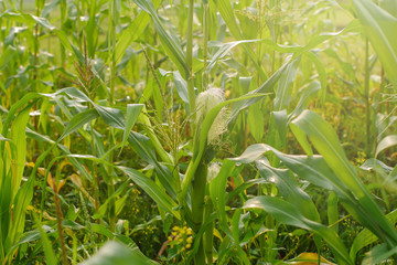 Wall Mural - Young maize field,Corn field in early morning light